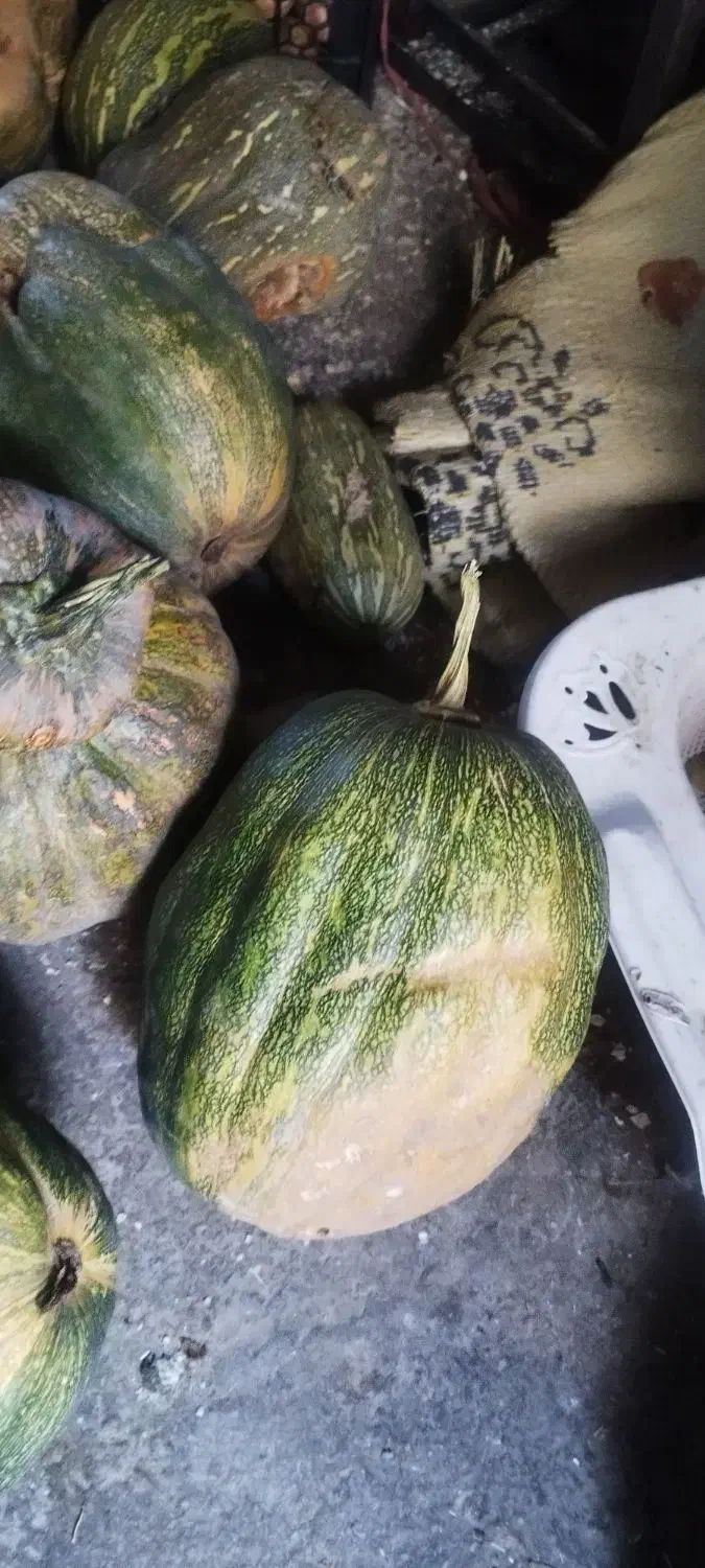 کدو|گل و گیاه طبیعی|دهدشت, |دیوار