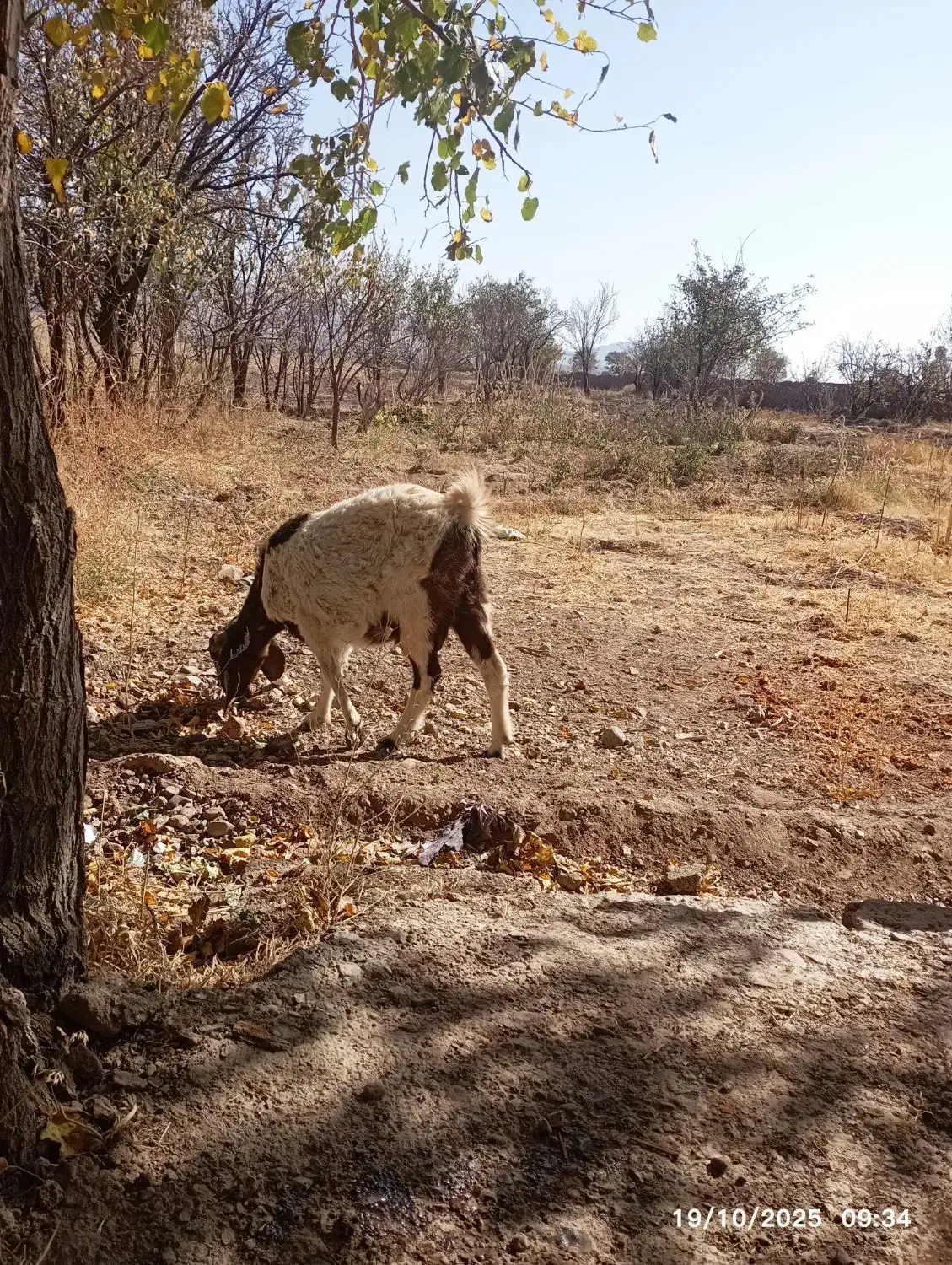 بز فروشی.|حیوانات مزرعه|تربت جام, پارک جنگلی|دیوار