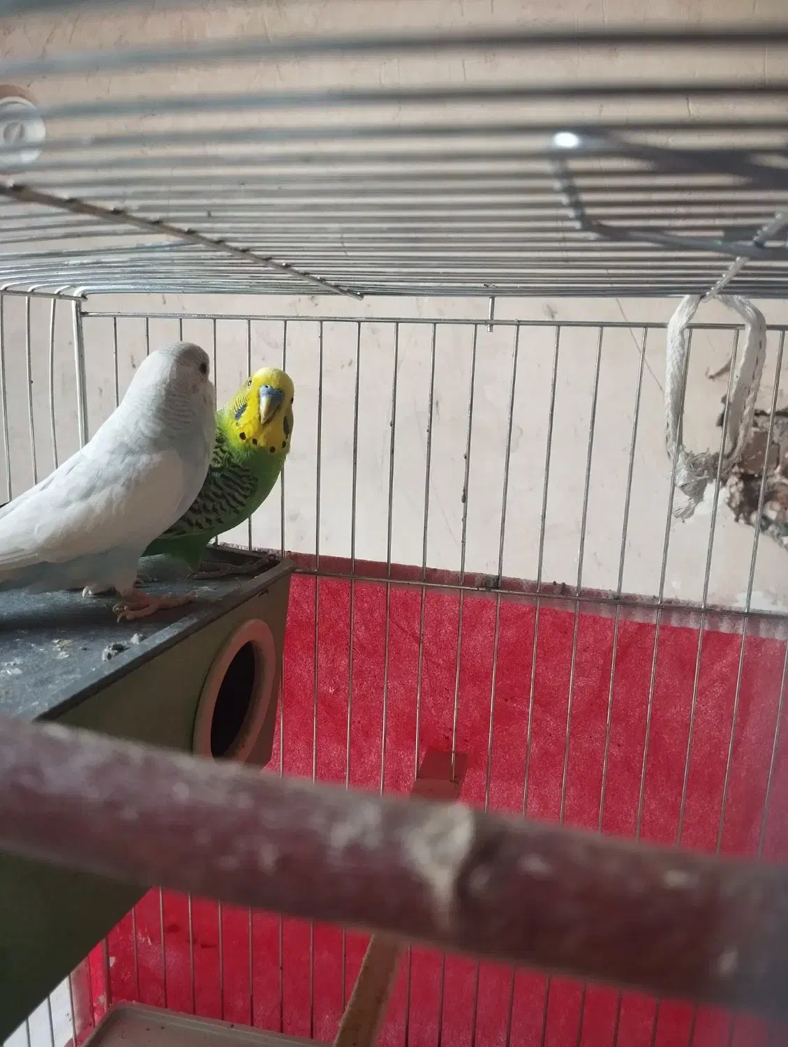 نرو ماده مرغ عشق|پرنده|مریوان, |دیوار