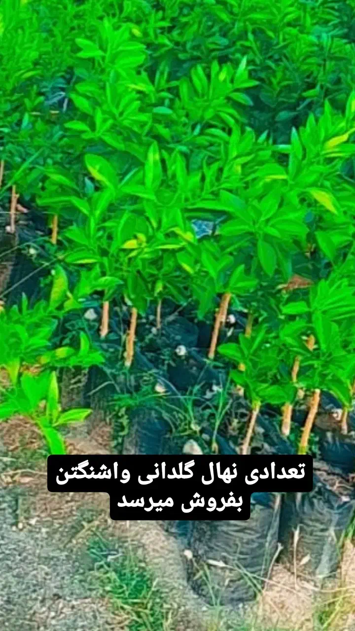 نهال گلدانی و گلدان|گل و گیاه طبیعی|جیرفت, |دیوار