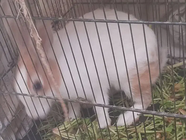 خرگوش ماده|موش و خرگوش|اسلامآباد غرب, |دیوار