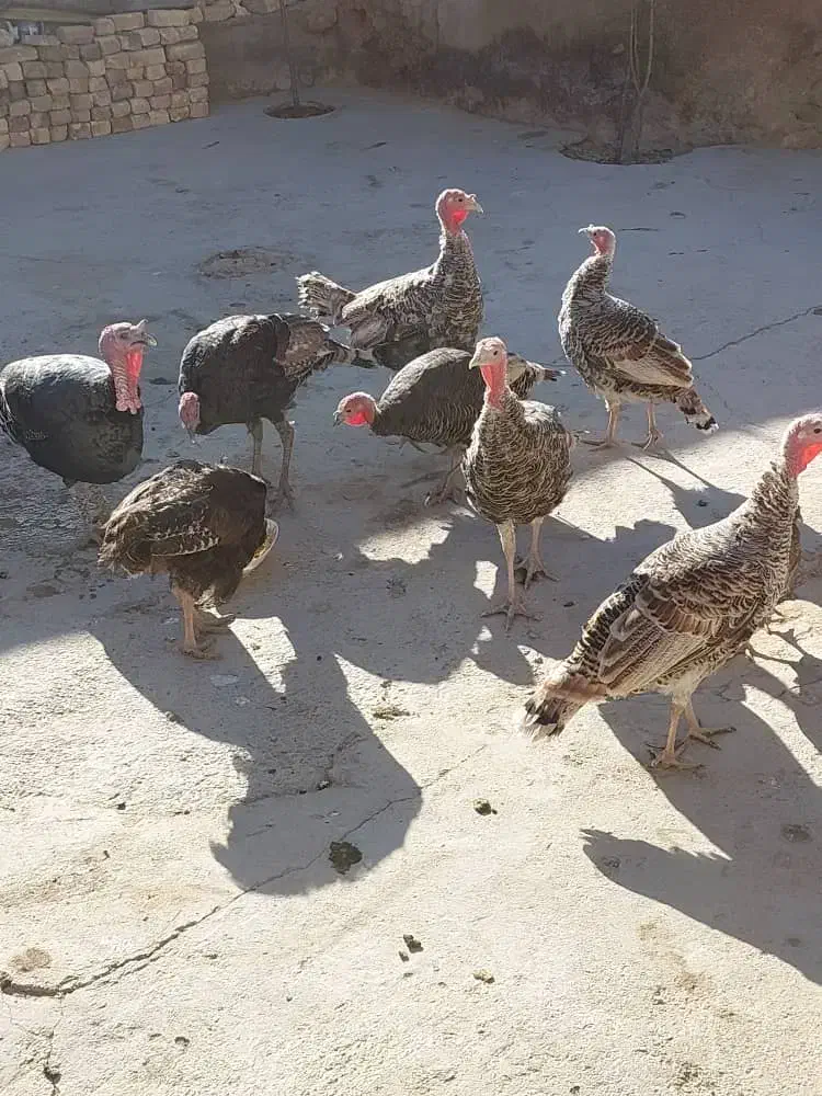 بوقلمون|حیوانات مزرعه|ازنا, |دیوار