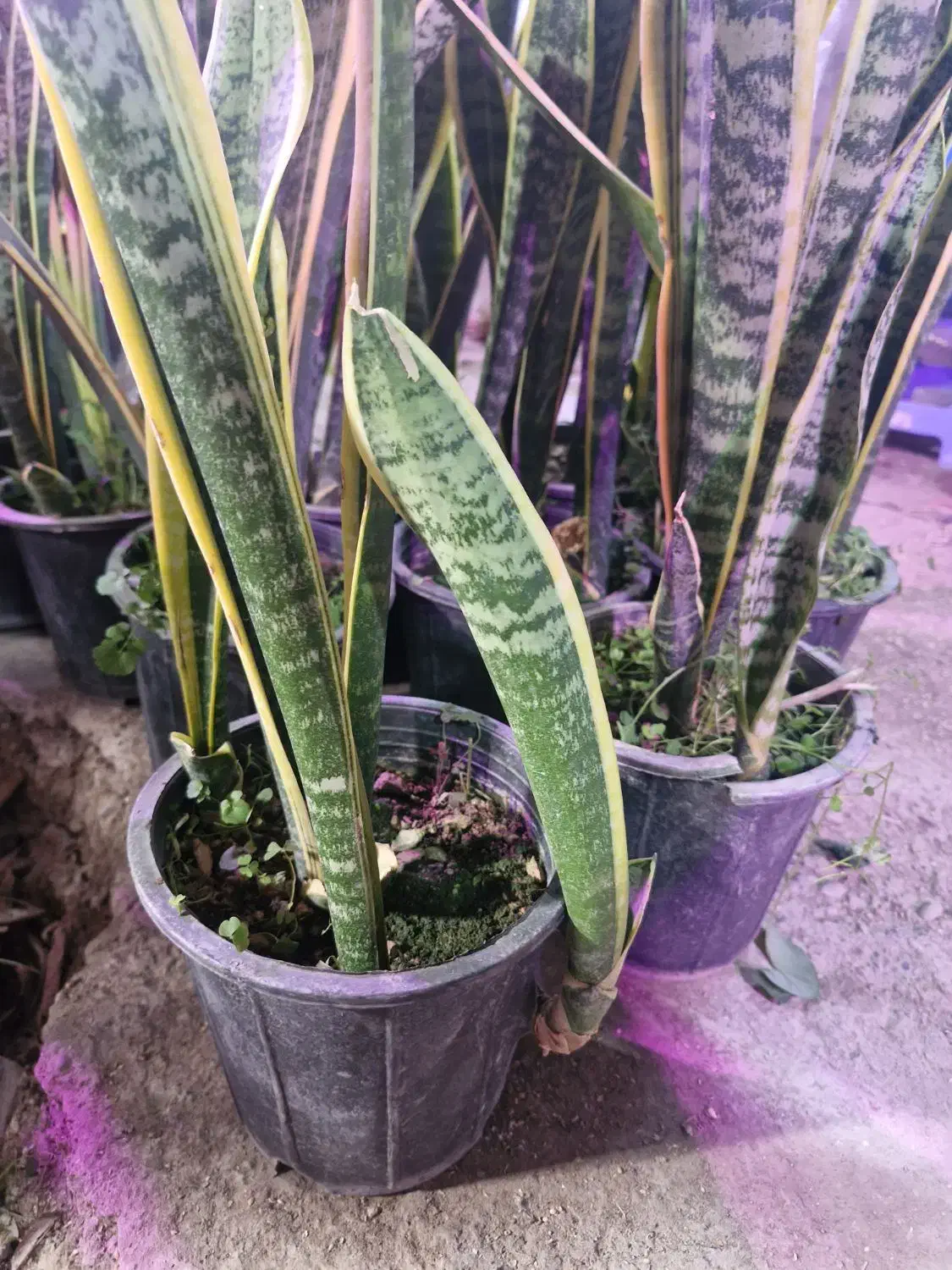 سانسوریا ابلق|گل و گیاه طبیعی|اصفهان, قهجاورستان|دیوار