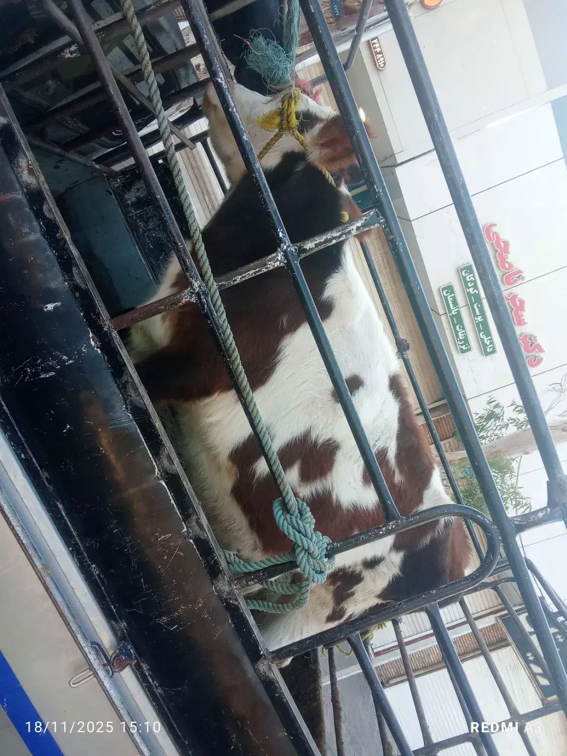 ۱۳000000|حیوانات مزرعه|بم, |دیوار