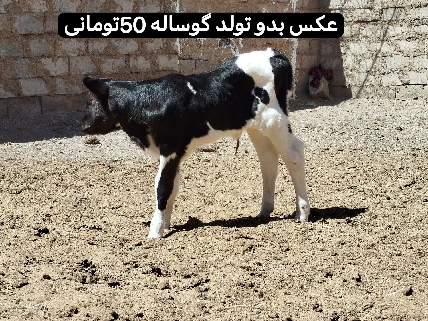 فروش گوساله و گاو هلشتاین|حیوانات مزرعه|بیرجند, |دیوار