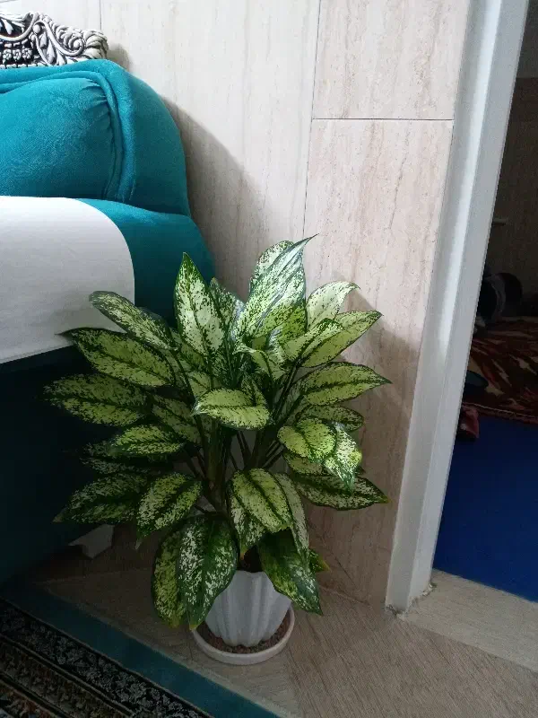 اگلونما برفی|گل و گیاه طبیعی|قم, علی آباد سعدگان|دیوار