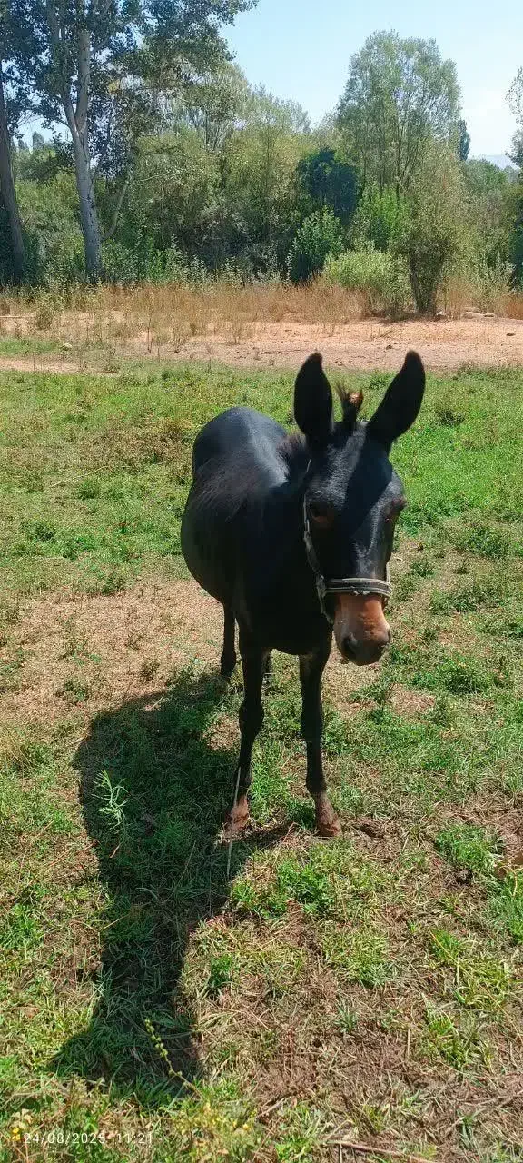 قاطر مشکی ماده|حیوانات مزرعه|طالقان, |دیوار