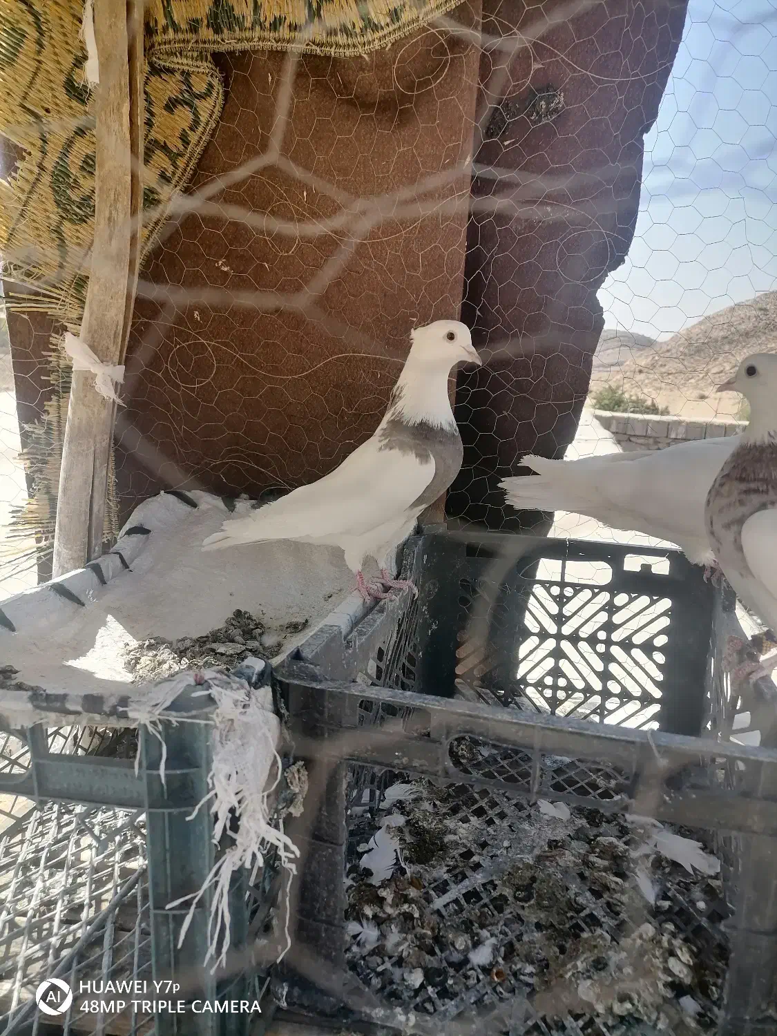 طوق سرکه ای|پرنده|دهدشت, |دیوار