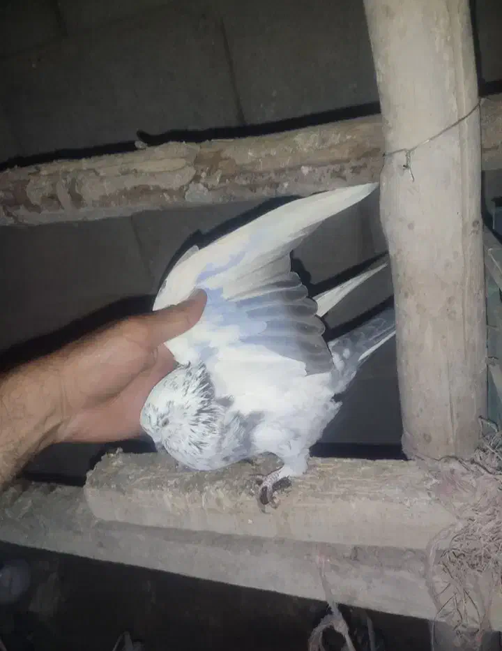 کبوتر گمشده|پرنده|سراب, |دیوار