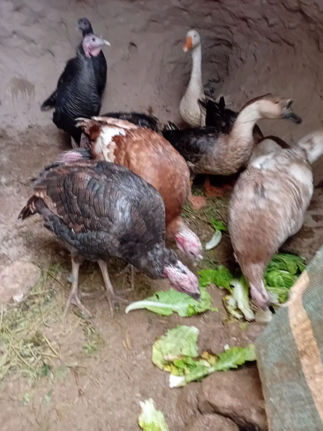 ۶عدد بوقلموبه فروش میرسد|حیوانات مزرعه|خوی, |دیوار