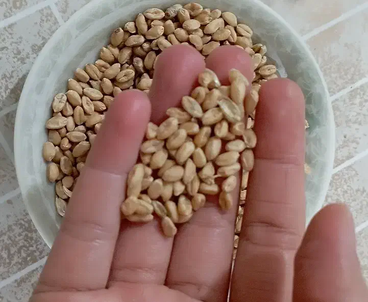 بذر گندم اصلاح شده|عمدهفروشی|قصابه, |دیوار