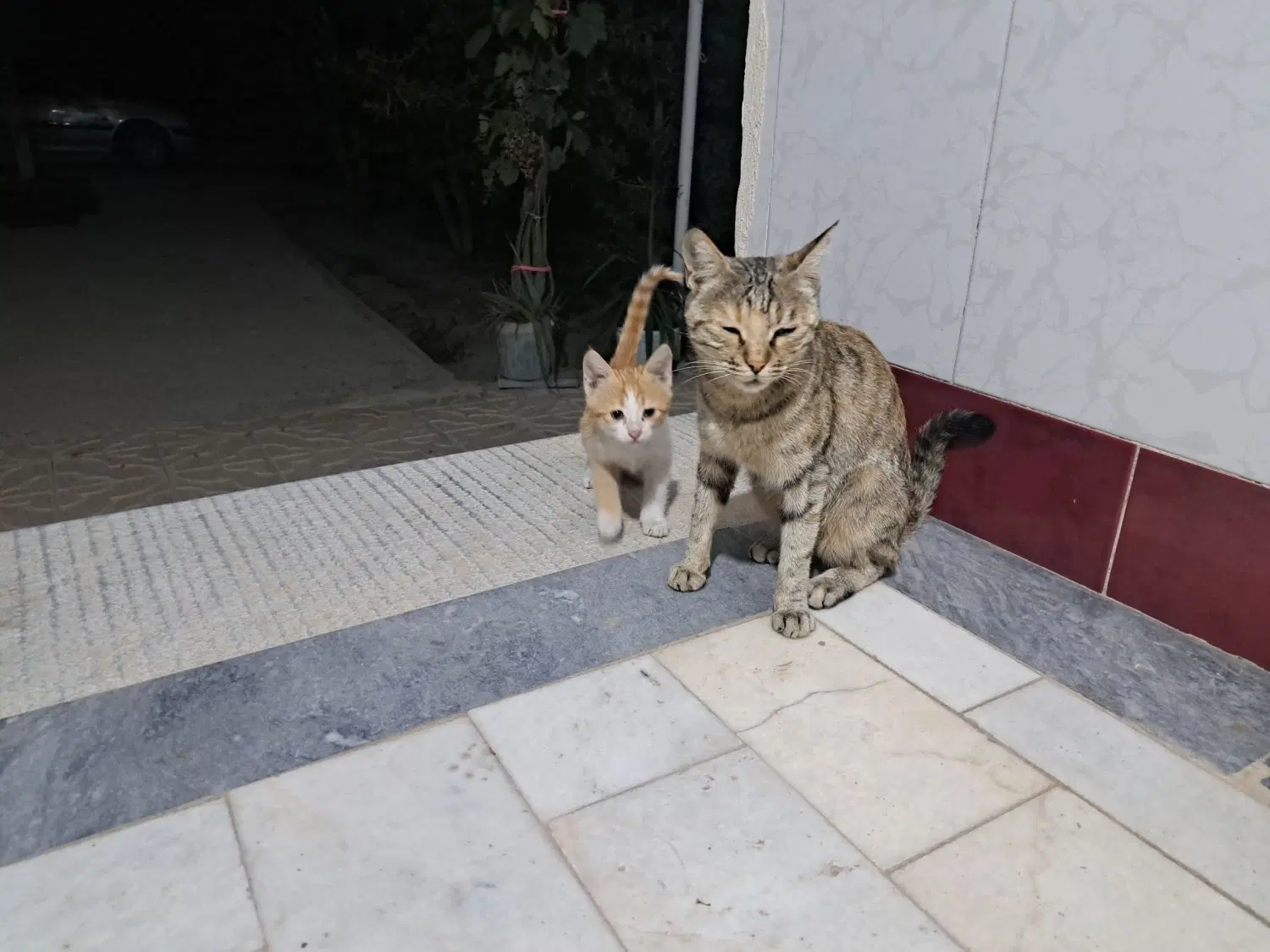 گربه|گربه|بناب, |دیوار
