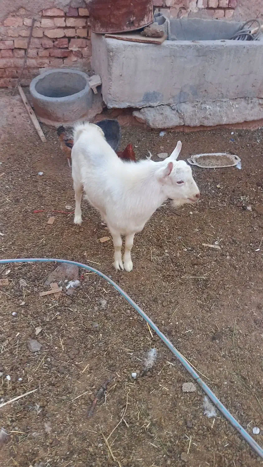 بزغاله نر سانن|حیوانات مزرعه|میمه, |دیوار