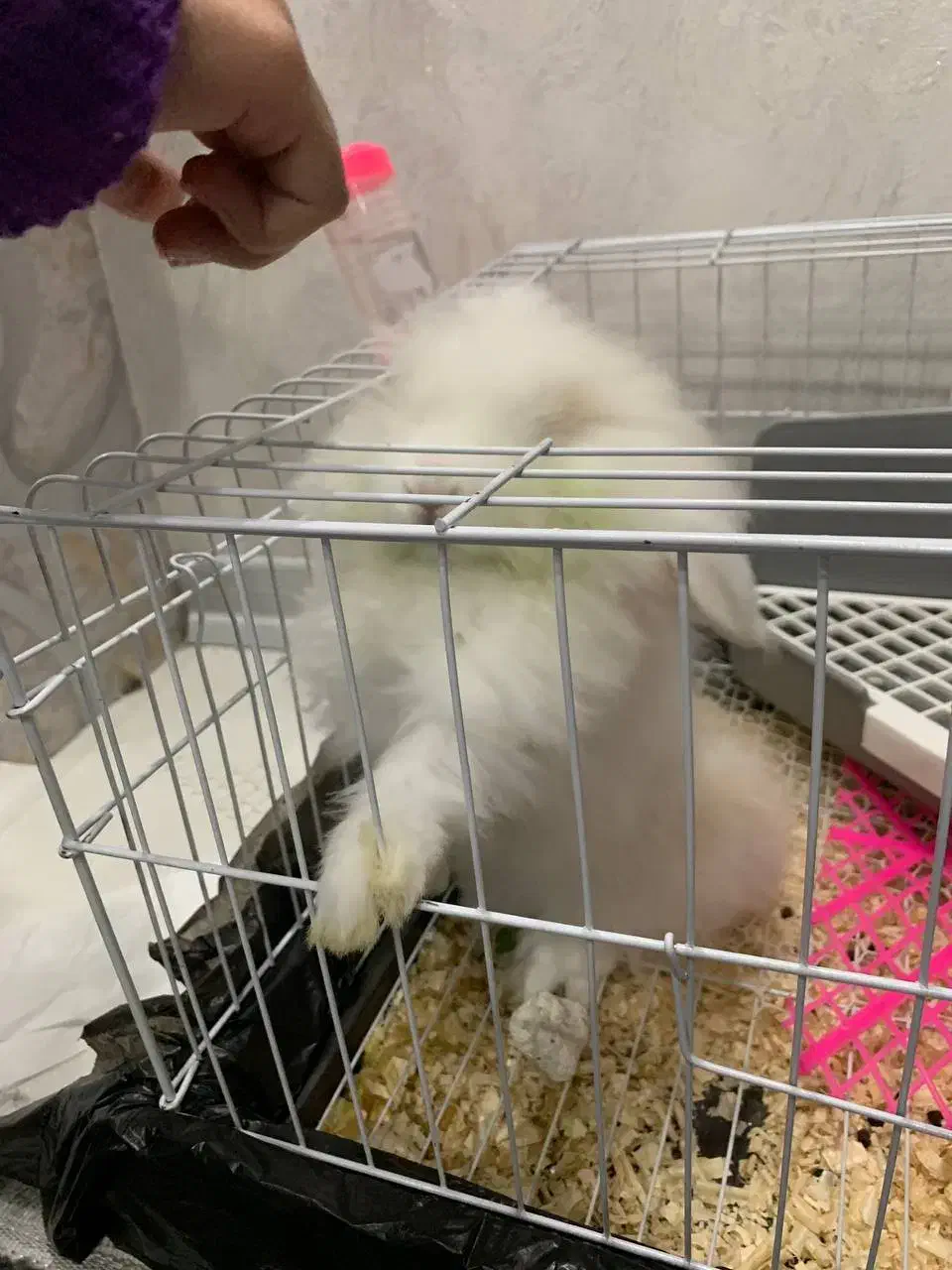 خرگوش|موش و خرگوش|مشهد, طلاب|دیوار