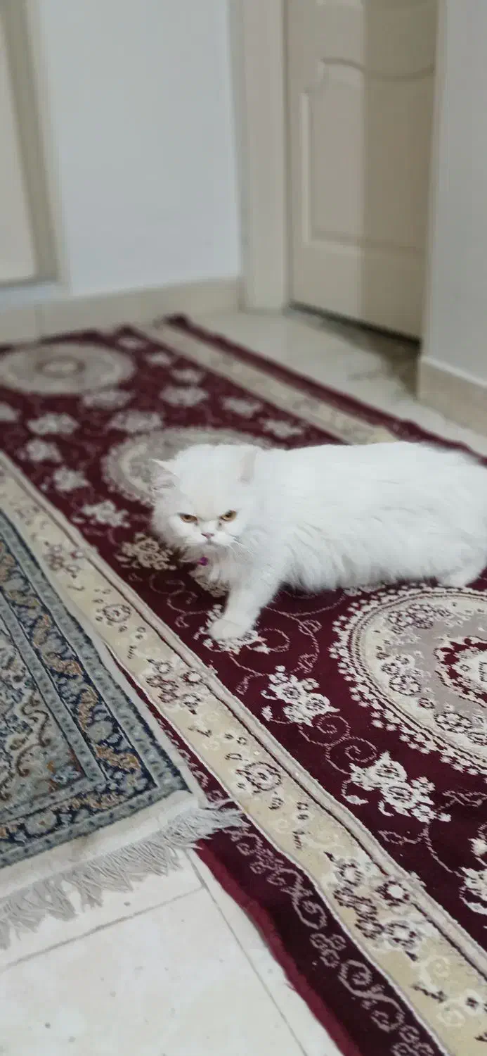 گربه پرشین فقط ۵ تومن|گربه|مهاجران, |دیوار