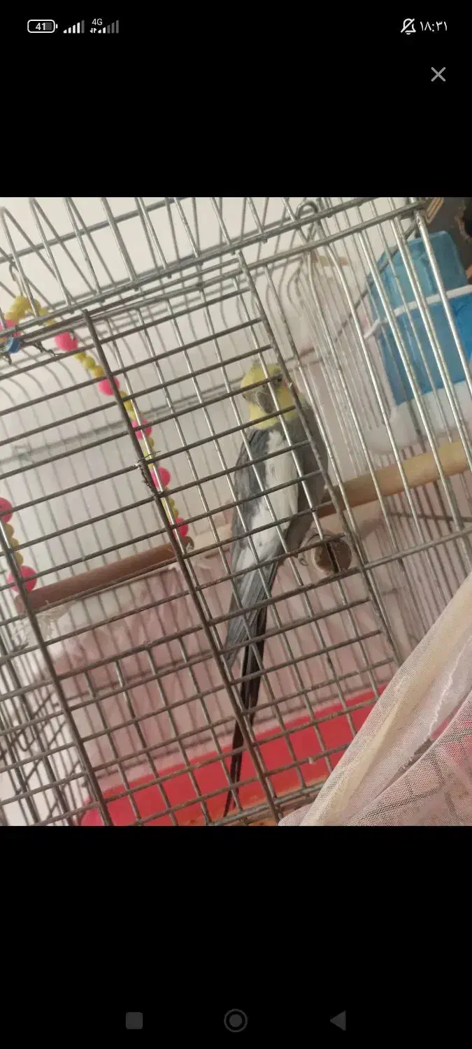 عروس هلندی نر کشیده جوان|پرنده|صحنه, |دیوار