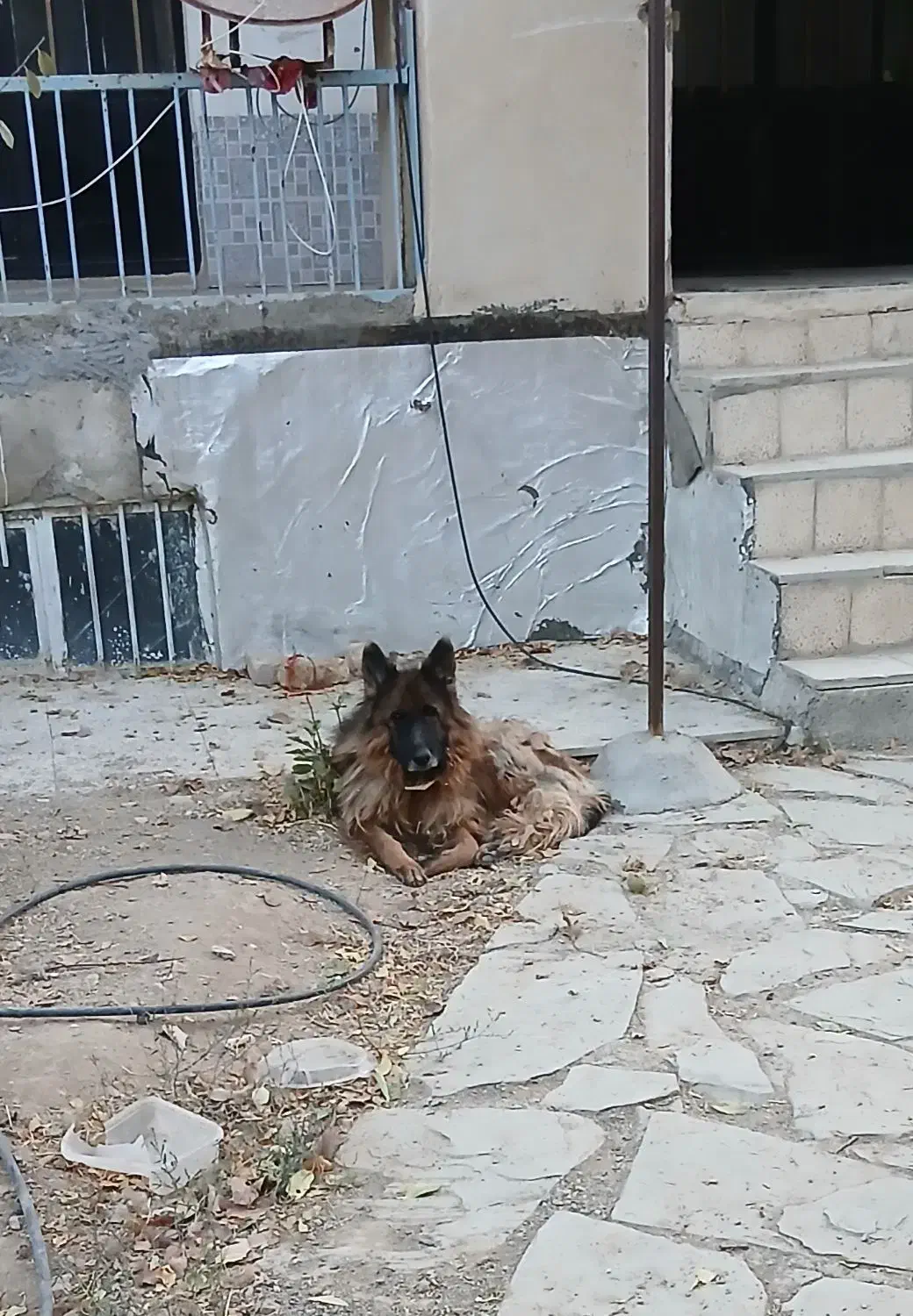 ژرمن شپرد|سگ|نوبران, |دیوار