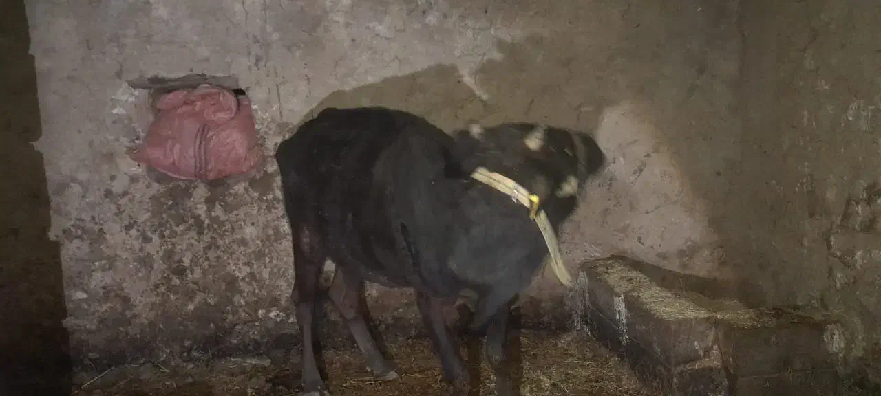 گاو آبستن بومی و گلپایگانی|حیوانات مزرعه|پاتاوه, |دیوار