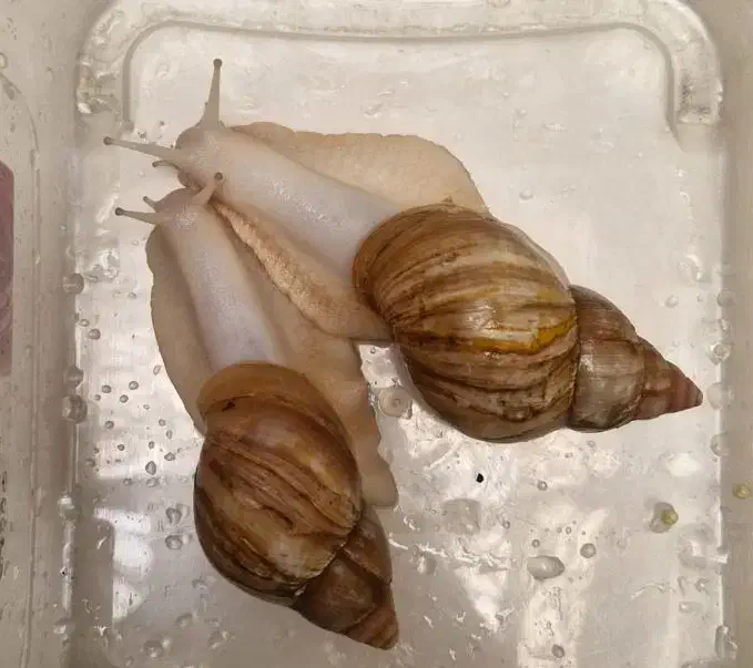 حلزون آچاتینا آلبینو تخم و بچه|خزنده|بجنورد, |دیوار