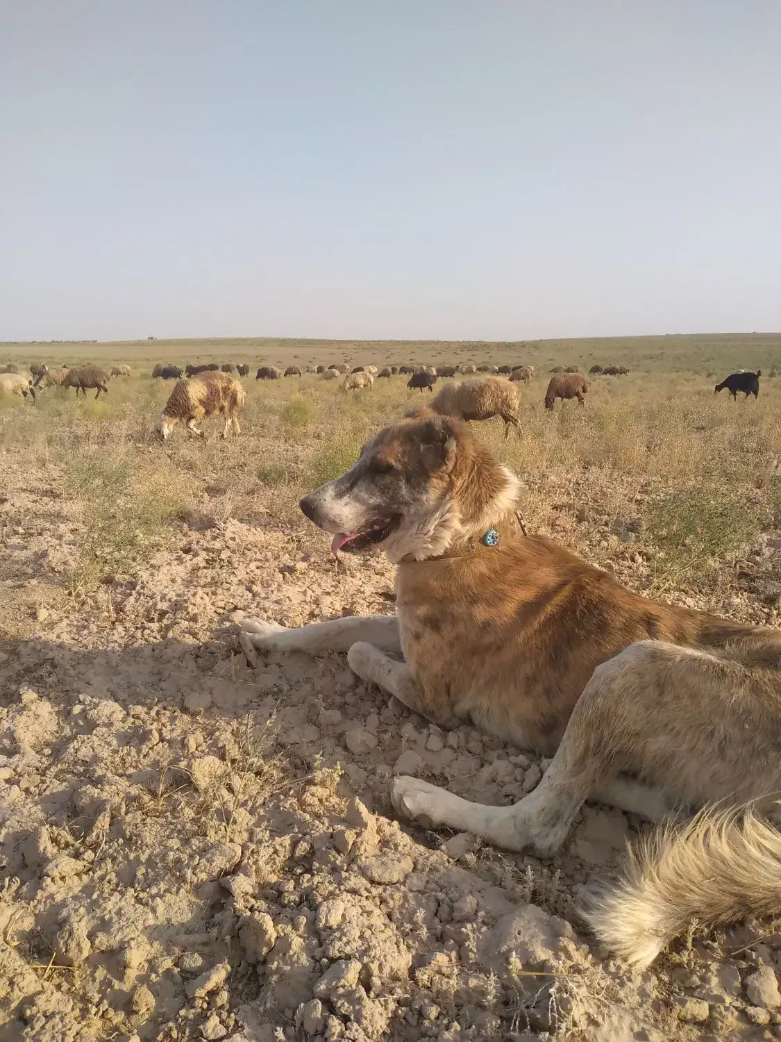 سگ گله|سگ|رضویه, |دیوار