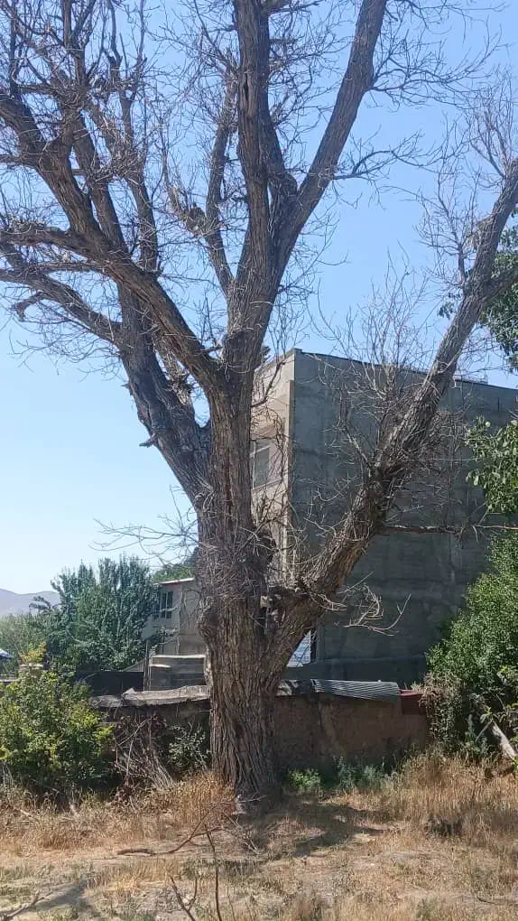 خرید چوب برش درختان خشک چنار گردو|خدمات باغبانی و درختکاری|تهران, درکه|دیوار