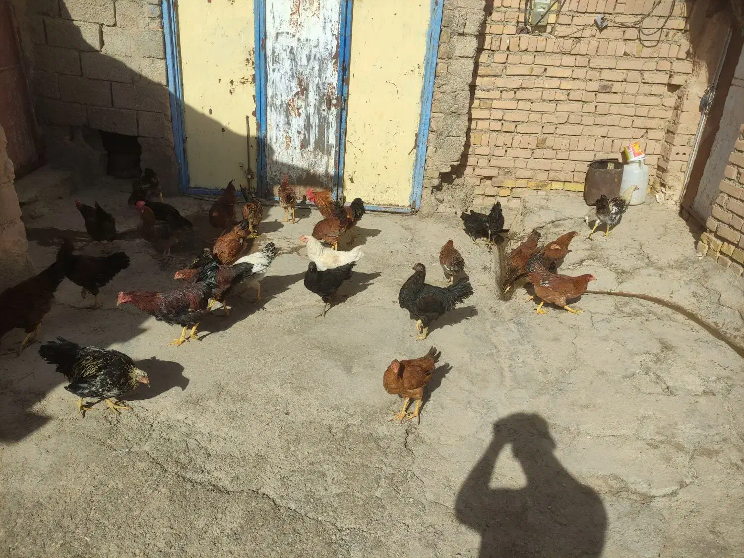 35عدد مرغ و خروس سالم و زیبا فقط12|حیوانات مزرعه|حلب, |دیوار