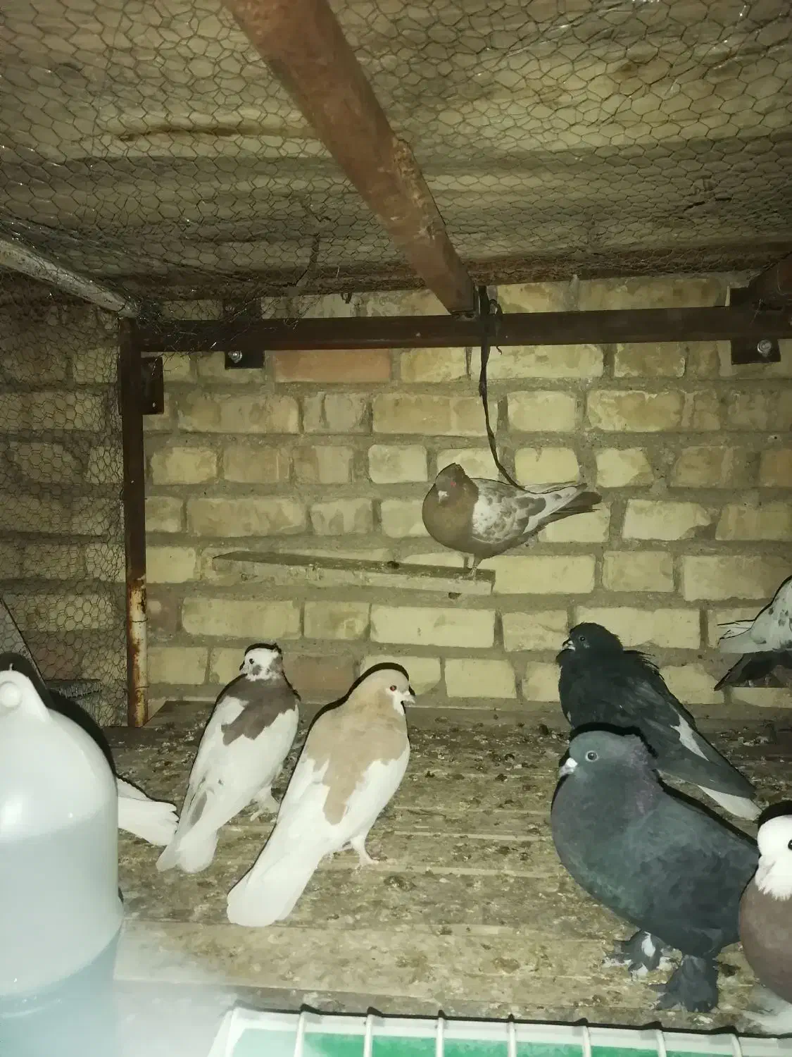 کبوتر|پرنده|نیریز, |دیوار