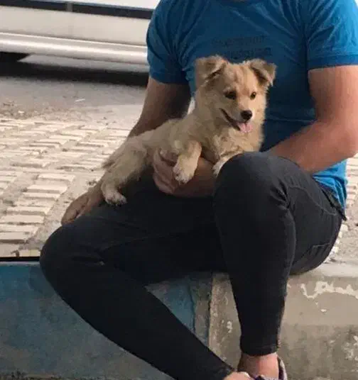 پامر عروسکی دو رگ|سگ|نسیمشهر, |دیوار