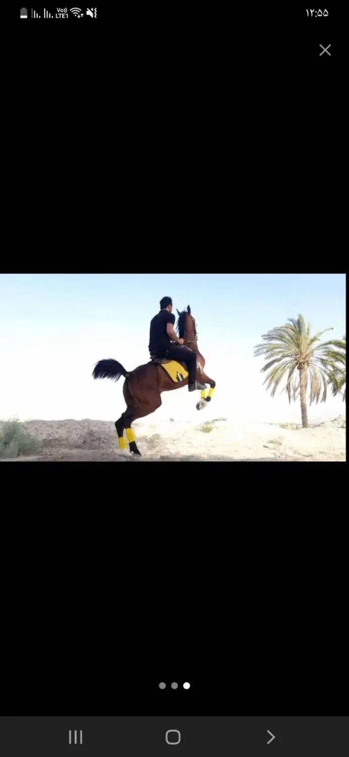 خرید فروش سواری انواع اسب هالامرد|اسب و تجهیزات اسبسواری|لامرد, |دیوار