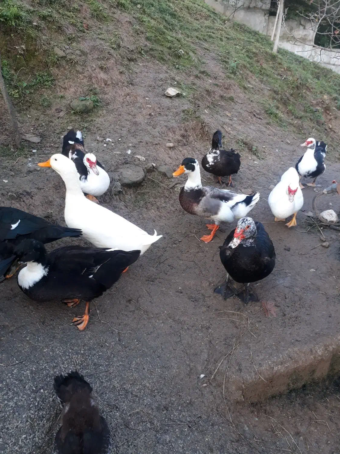 اردک محلی واسراییلی ماده|حیوانات مزرعه|نوشهر, |دیوار