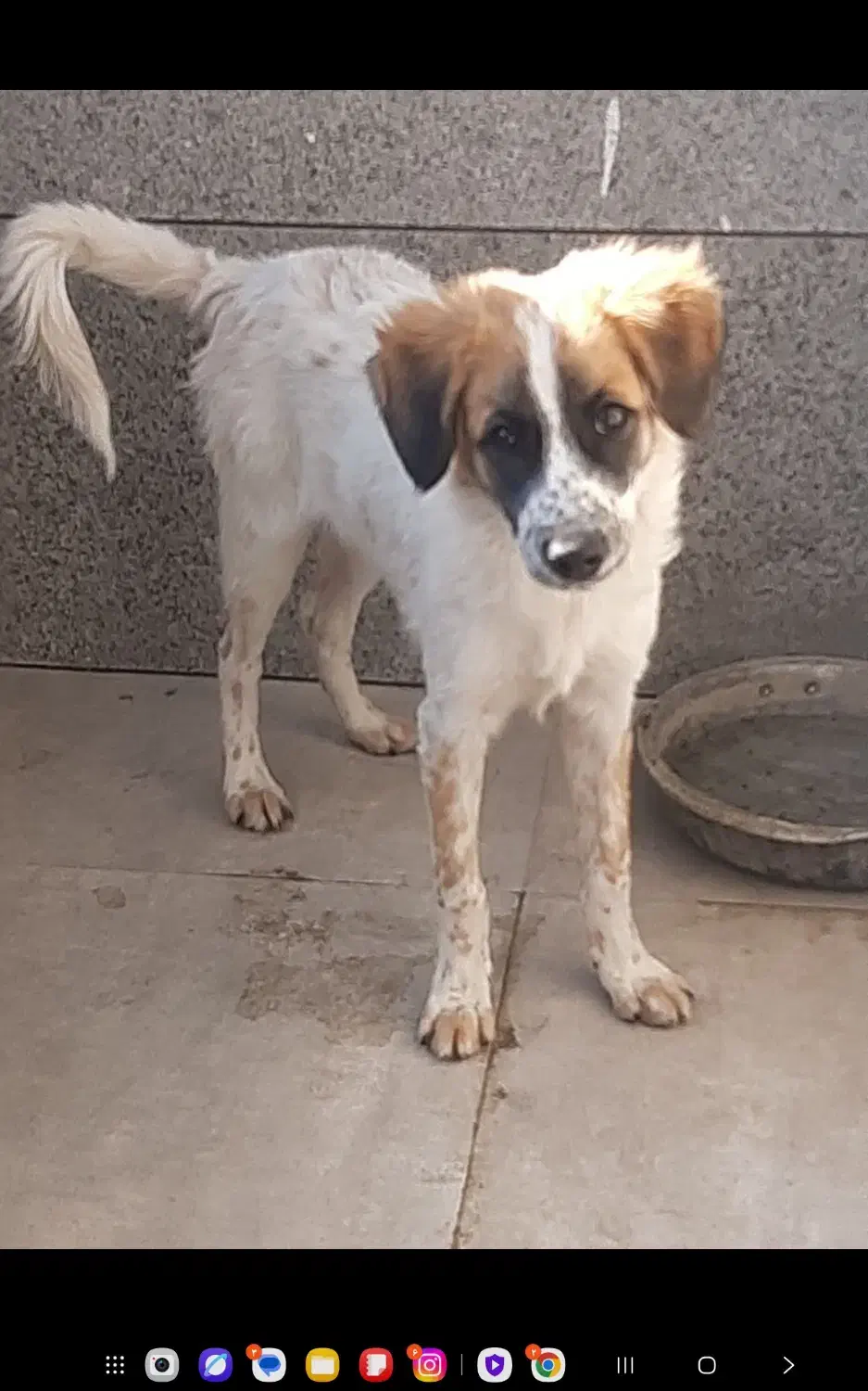 اگذاری سگ|سگ|صدرا-فارس, فاز ۱|دیوار