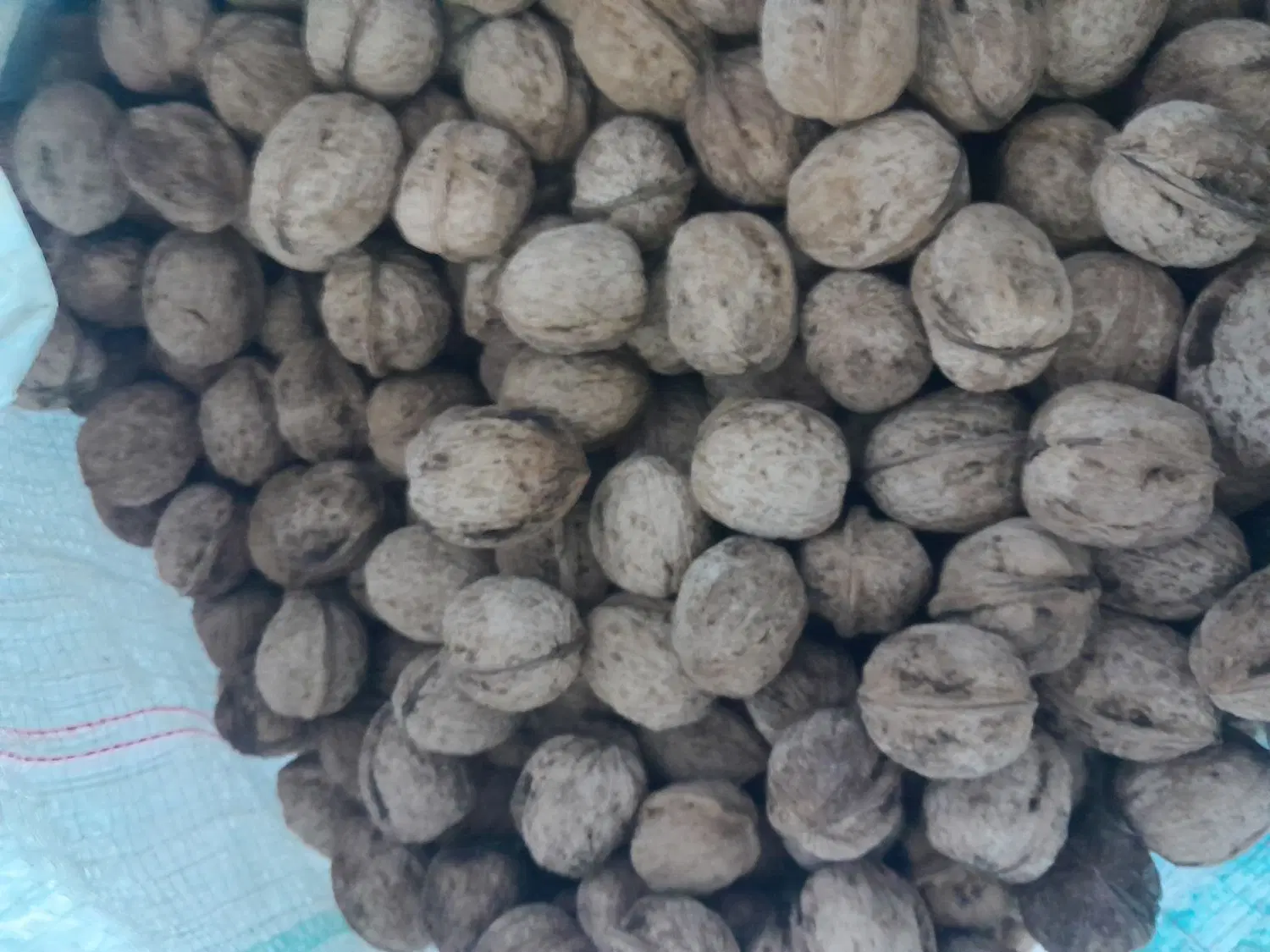 گردو|حراج|سنندج, |دیوار