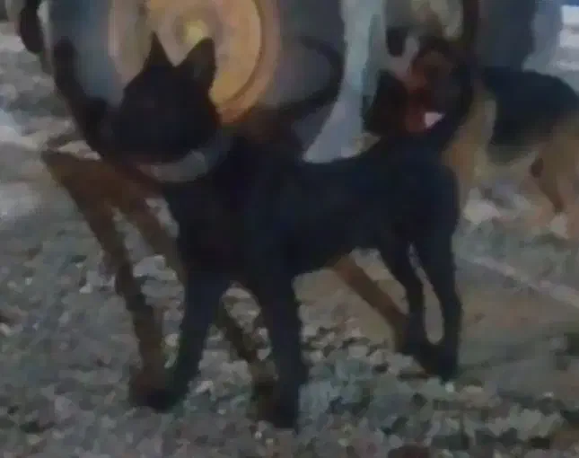 توله ژرمن بلک|سگ|باقرشهر, |دیوار