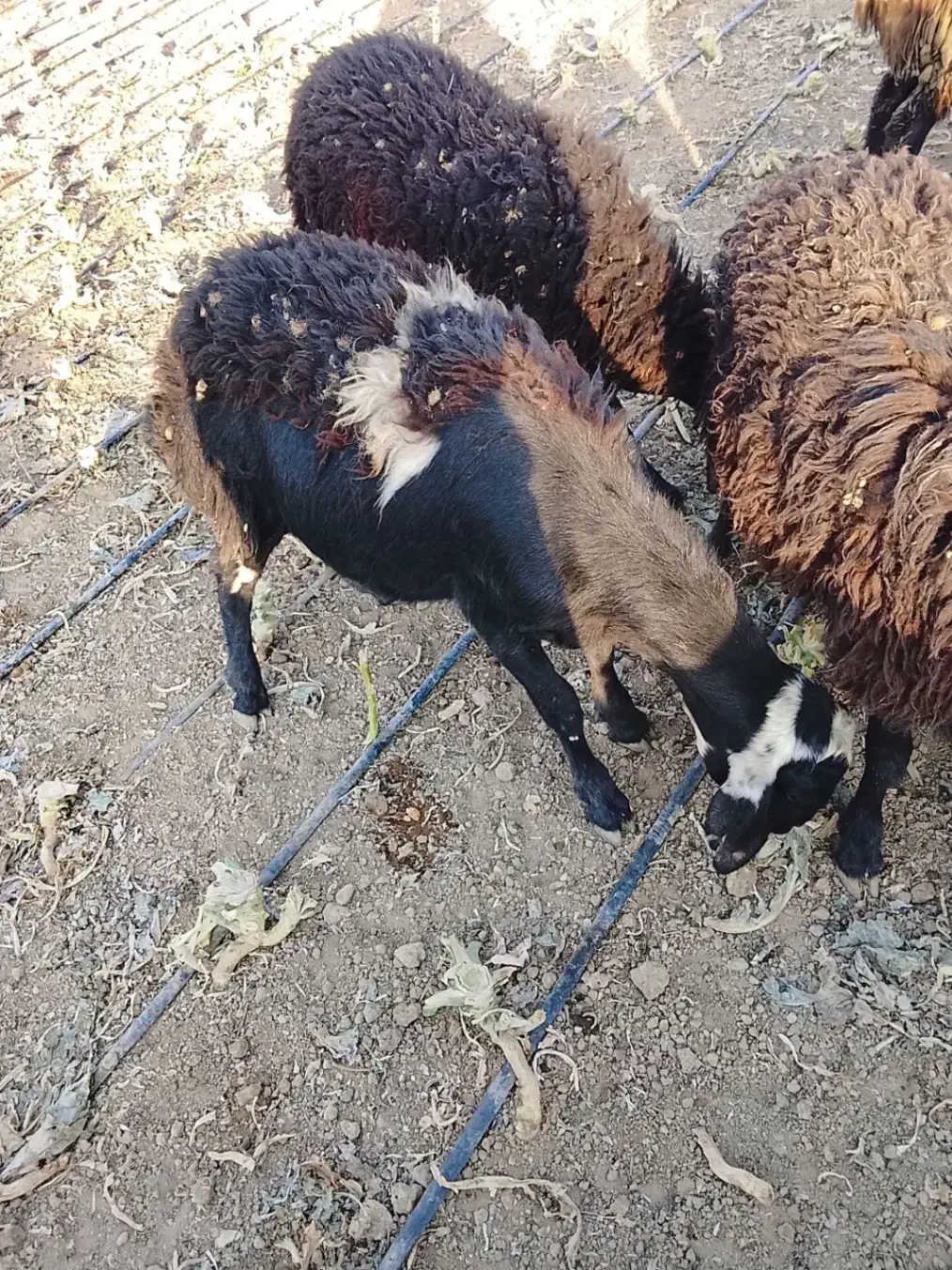 بره نر|حیوانات مزرعه|هشتگرد, شهرک سهیلیه|دیوار