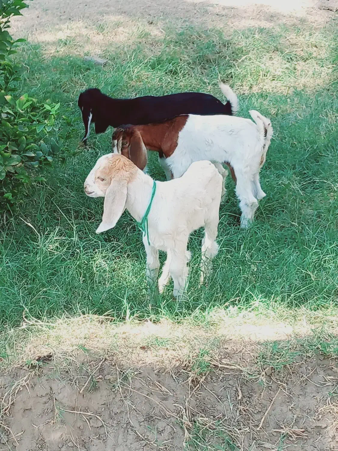 کهره شیری مناسب|حیوانات مزرعه|جیرفت, |دیوار