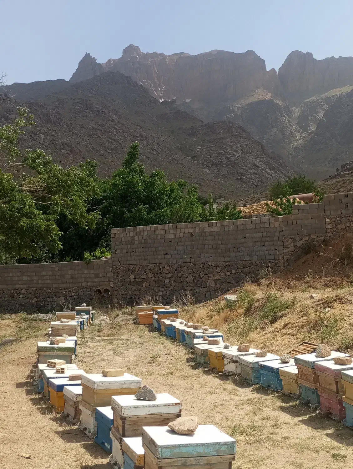 زنبور عسل|حیوانات مزرعه|مهریز, |دیوار