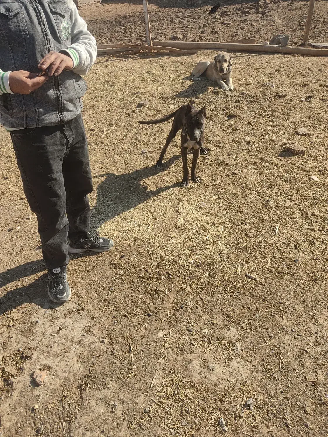 توله کنکرسو|سگ|سبزوار, غرب نیروگاه|دیوار