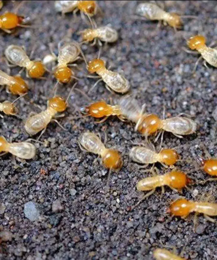 دفع حشرات سوسک سمپاشی ساس موریانه ۱۰۰%باضمانت کتبی|خدمات نظافت|اصفهان, ملک‌شهر|دیوار