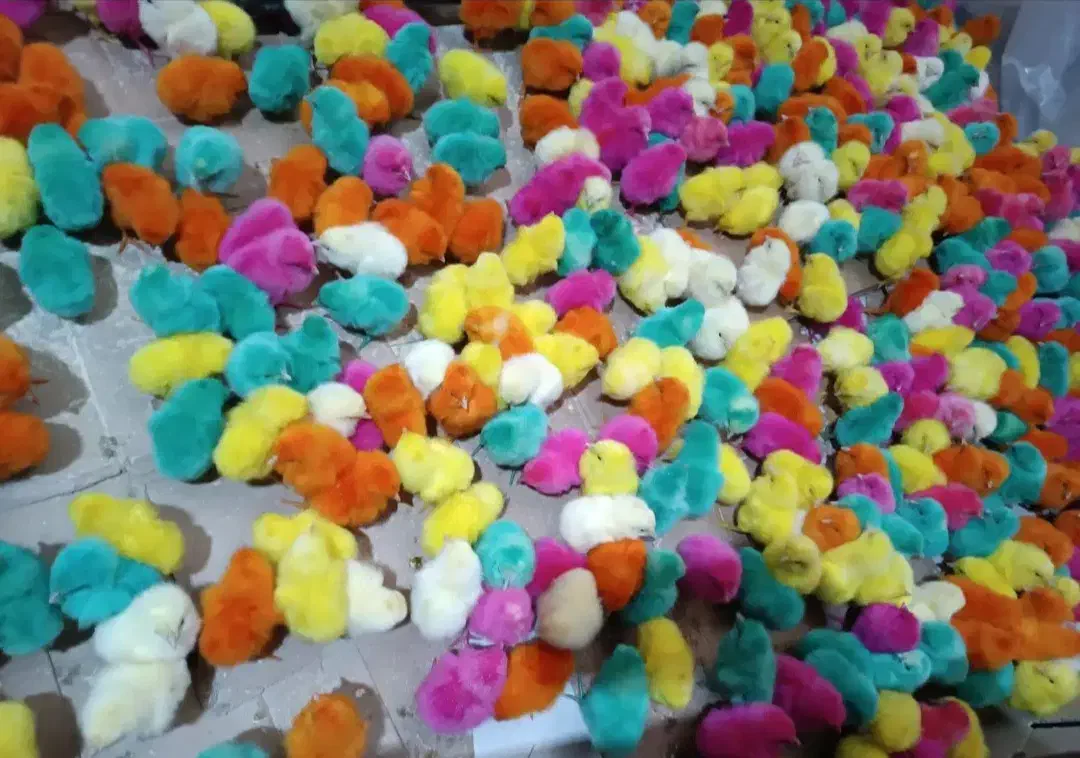 جوجه|پرنده|شیراز, قلعه نو|دیوار