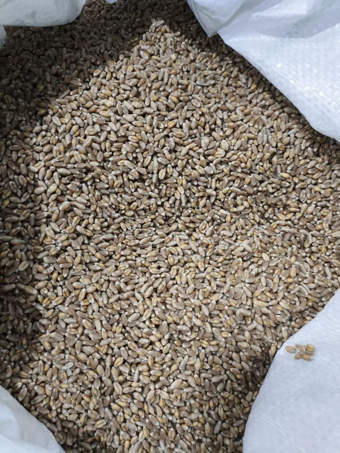 گندم و جو بذری|خدمات باغبانی و درختکاری|خزل, |دیوار