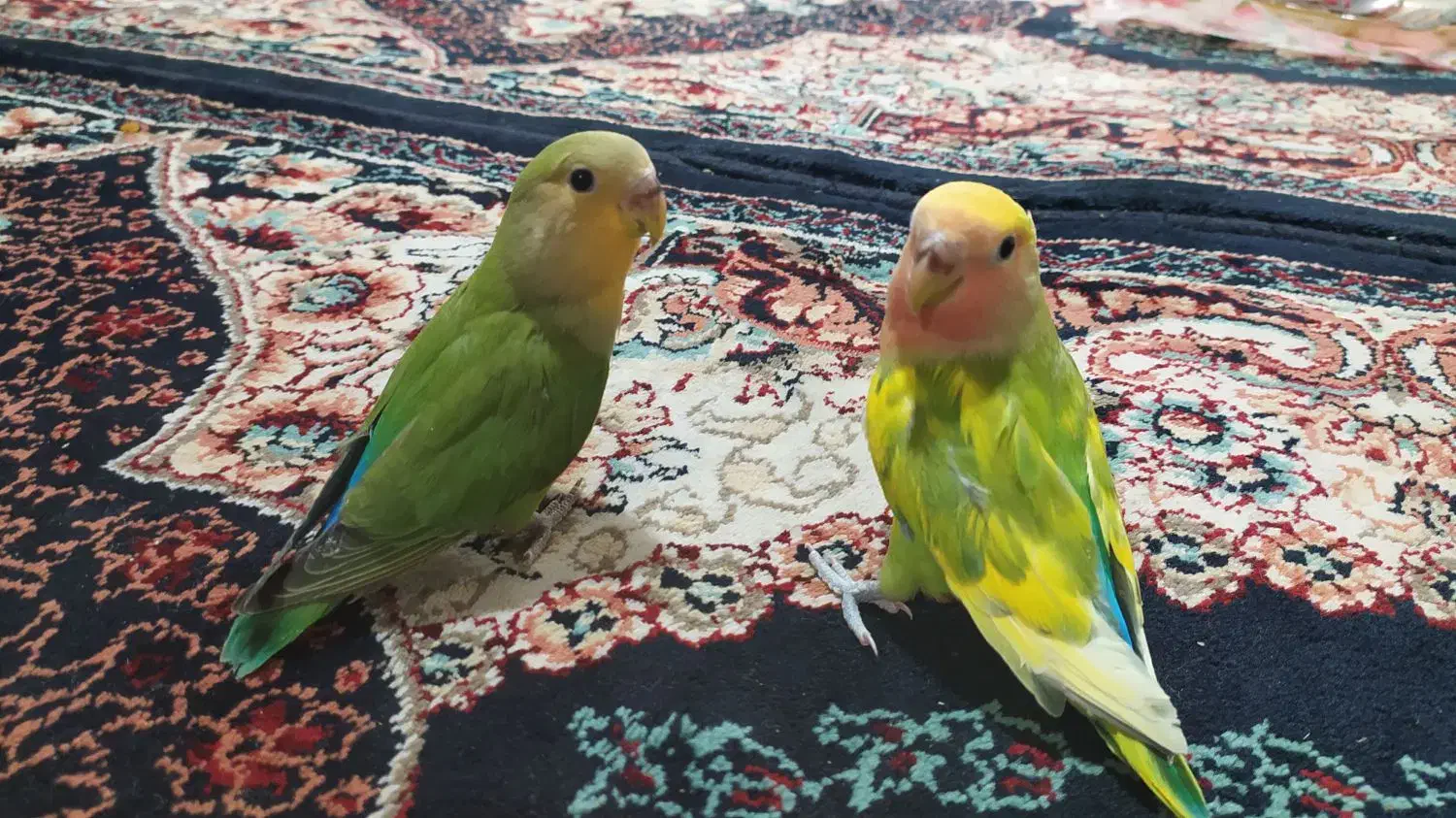 عروس کوتوله دستی|پرنده|کاشمر, |دیوار