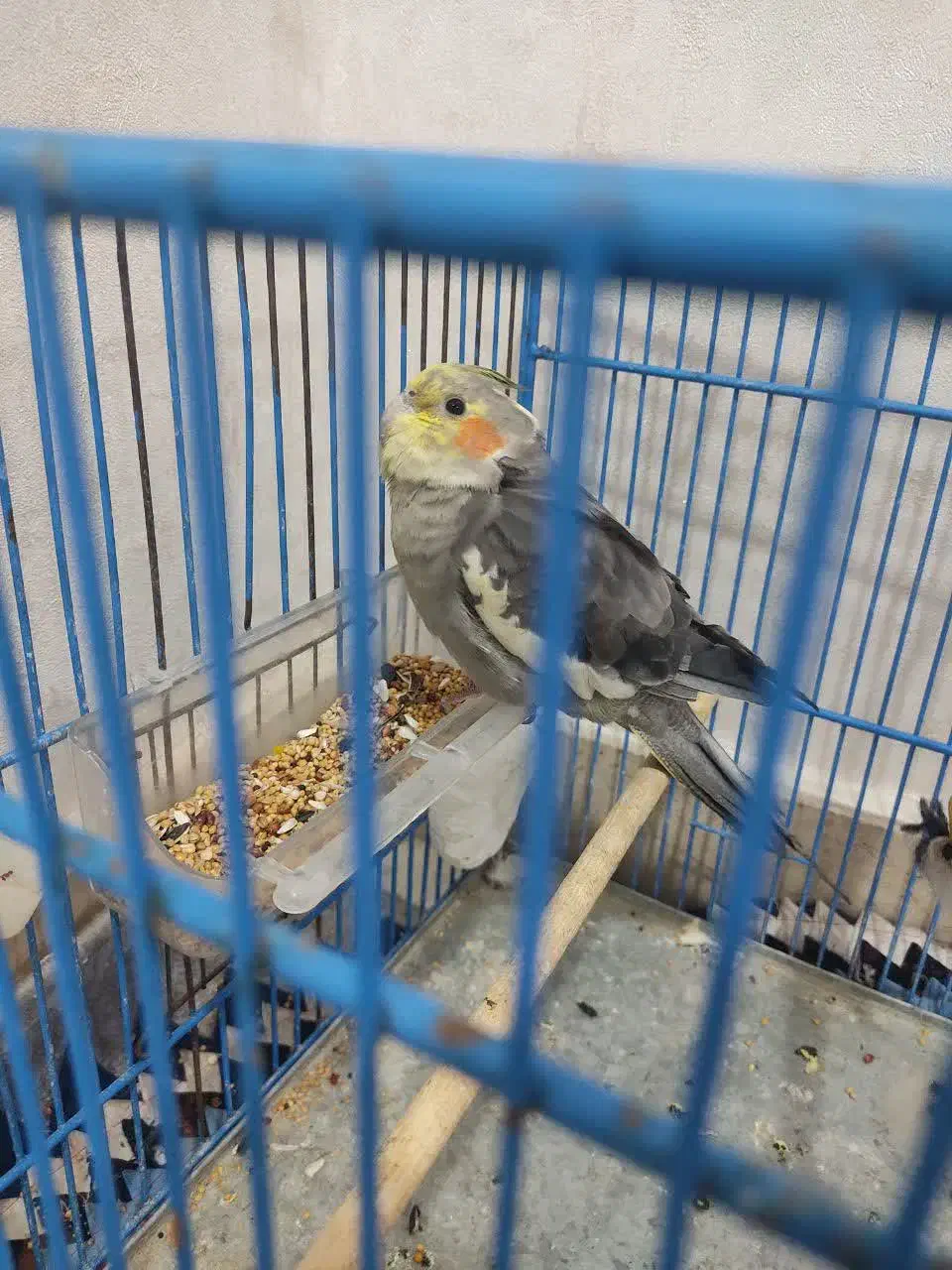 گمشده|حیوانات|اهواز, پردیس دو|دیوار