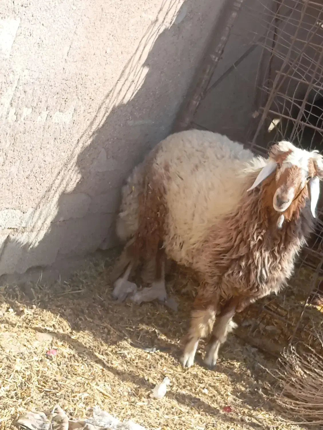 اهواز|حیوانات مزرعه|باوی, |دیوار