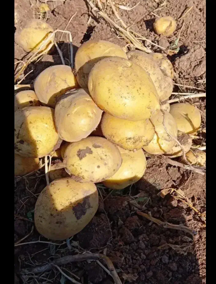 فروش سیب زمینی|خوردنی و آشامیدنی|خاوه, |دیوار