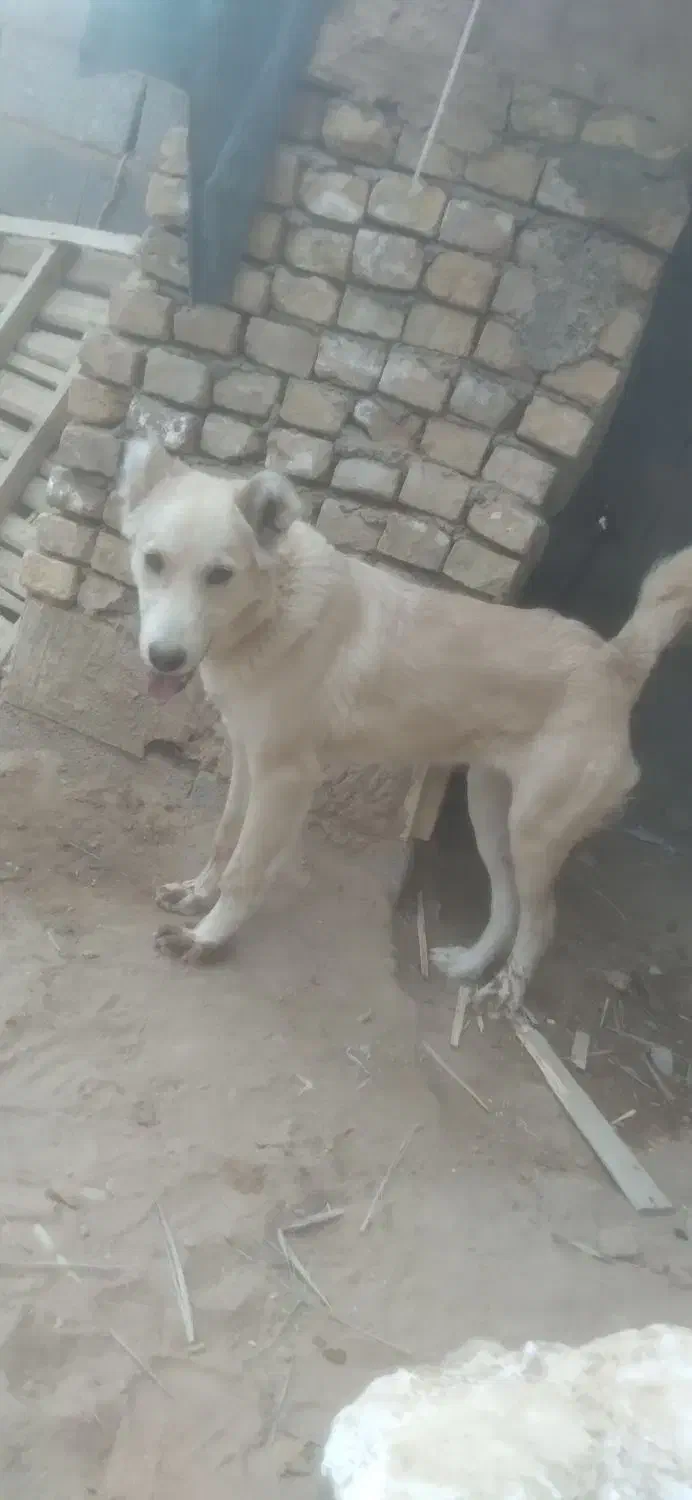 سگ.|سگ|اردکان, |دیوار