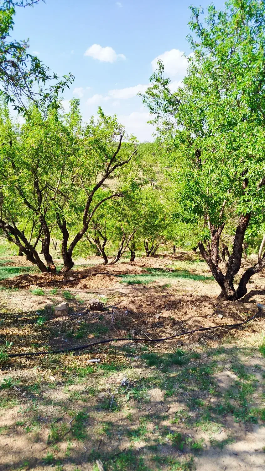 فروش فوری باغ بادام|فروش دفتر صنعتی، کشاورزی، تجاری|سامان, |دیوار