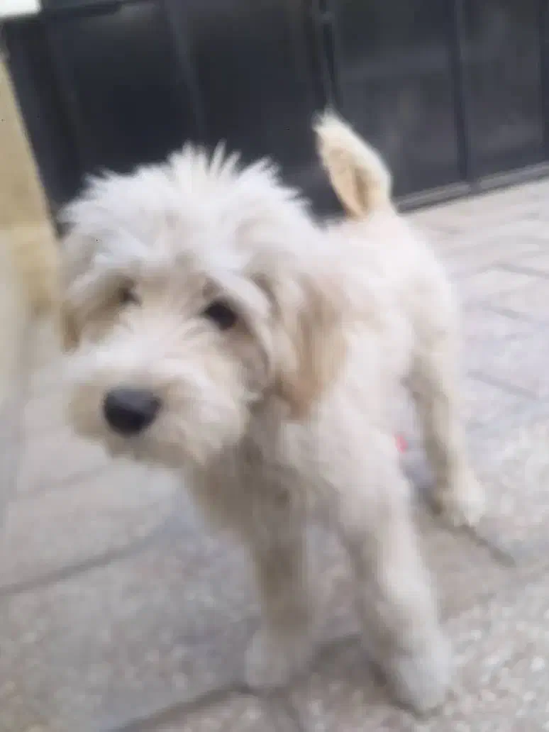 واگذاری سگ نر|سگ|گرمدره, |دیوار