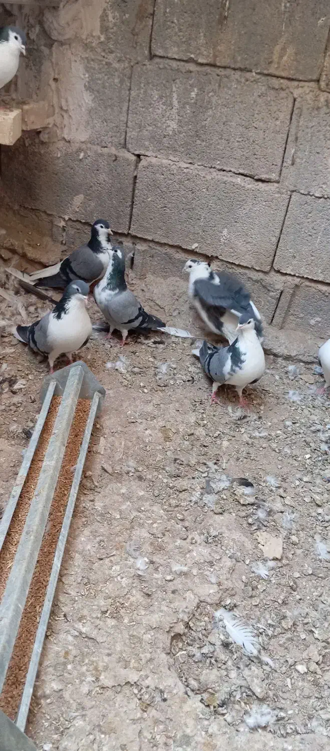 کبوتر بدرنگ|پرنده|زیباشهر, |دیوار