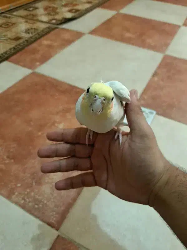 فروش عروس هلندی لوتینو فول رام|پرنده|بم, |دیوار