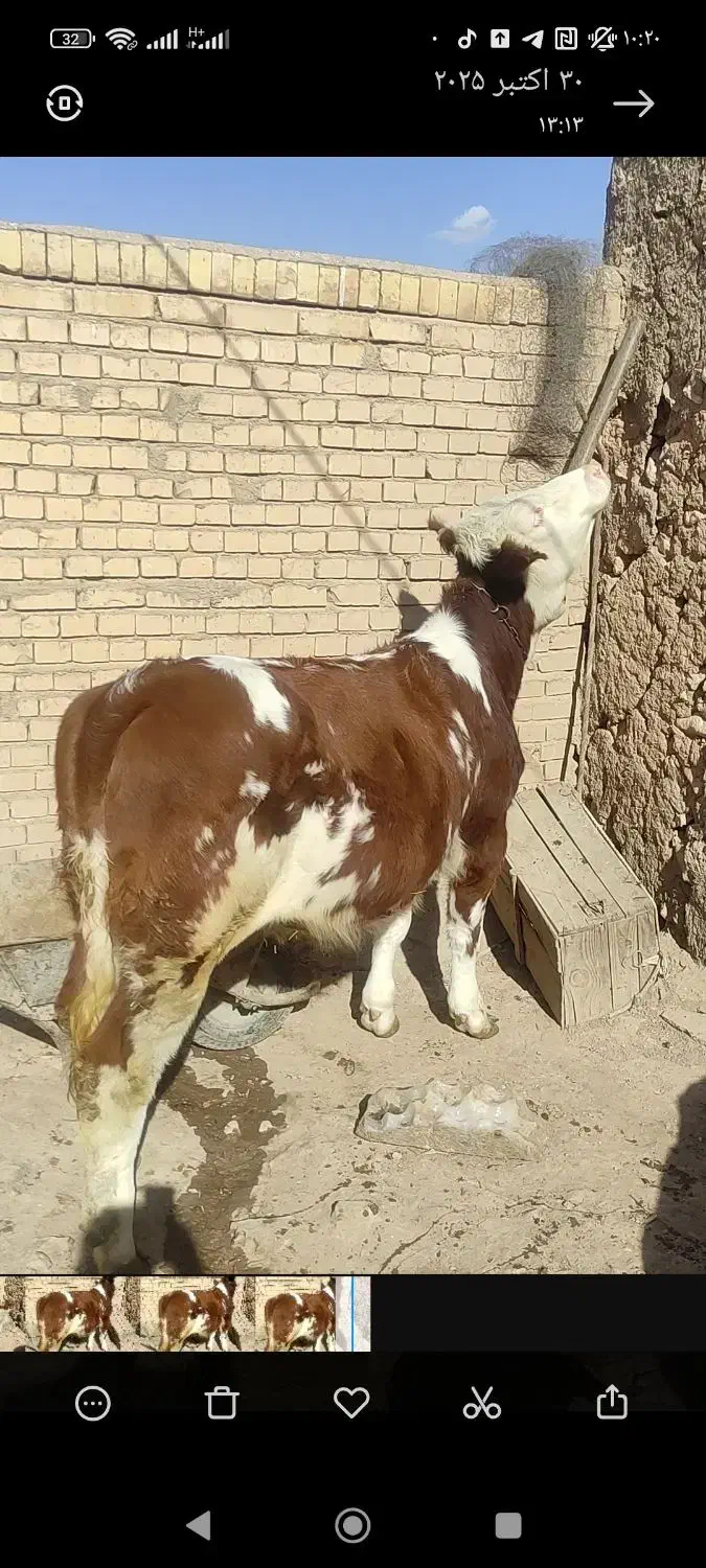 گوساله ماده سیمینتال|حیوانات مزرعه|کرانی, |دیوار